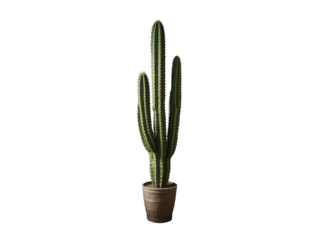 Cactus in a Rustic Pot: A tall, vibrant cactus stands proudly in a weathered, rustic pot, its multiple stems reaching skyward in a simple yet striking composition.