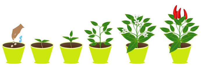 Growth cycle of chili pepper plant in a pot on white background..eps