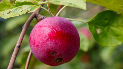 Apples on tree branches in the orchard — close-up of fruit among green foliage in late summer