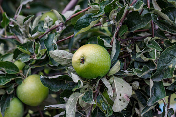 Apples on tree branches in the orchard — close-up of fruit among green foliage in late summer