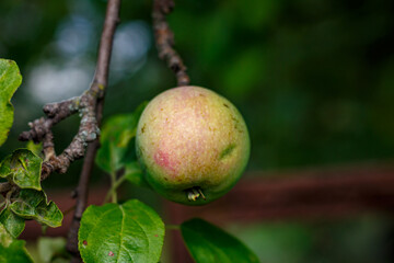 Apples on tree branches in the orchard — close-up of fruit among green foliage in late summer