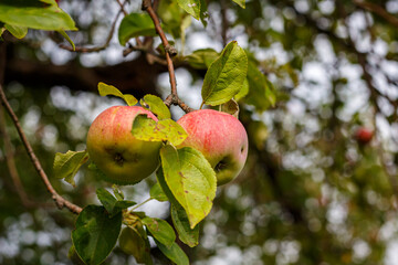 Apples on tree branches in the orchard — close-up of fruit among green foliage in late summer