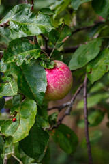 Apples on tree branches in the orchard — close-up of fruit among green foliage in late summer