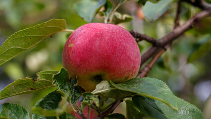 Apples on tree branches in the orchard — close-up of fruit among green foliage in late summer