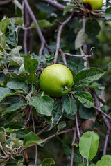 Apples on tree branches in the orchard — close-up of fruit among green foliage in late summer