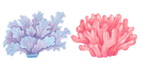 Peach, purple coral. Watercolor style marker illustration. Ocean coral reefs. Clipart underwater animals of the seabed. Hand drawn isolated image. Exotic marine ecosystem for packaging, travel guides
