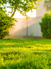 Serene Morning Yard with Lush Green Grass, Soft Mist, and Golden Sunlight