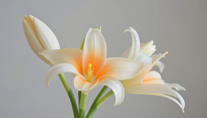 Fototapeta premium Elegance in Blooming Light