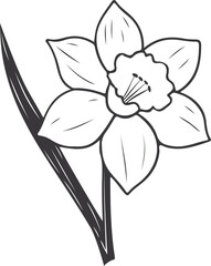 Flower Line Art, Black and White, Daffodil Flower, white orchid flower, Outline, Vector Illustration, Floral Design Element, Spring, Botanical, Nature, Narcissus, Isolated, White Background.