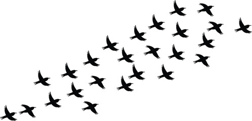 Bird silhouette vector of flock flying in coordinated pattern. Dense migratory birds group in synchronized diagonal formation on white background