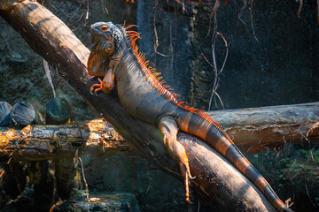 Viewed from below, a striking orange iguana clings firmly to a large tree branch, its textured...