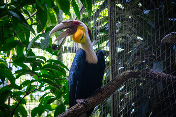 Wreathed Hornbills, endemic to Sulawesi, Indonesia, is perched on a branch, showcasing its high, striking red and yellow casque.