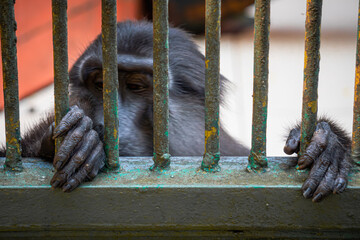 A macaque monkey with light fur and curious eyes peers through the bars of its cage, its hands...