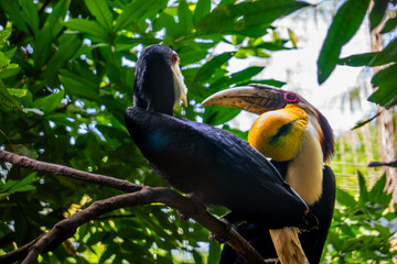 Wreathed Hornbills, with the male's prominent yellow gular pouch, are perched together on a branch...