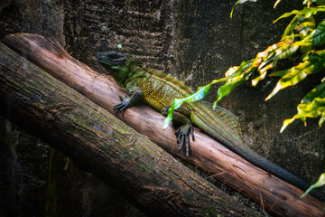 Indonesian Sailfin Lizard, known locally as soa-soa, rests on a sun-dappled log, its long tail and...