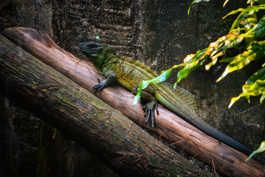 Indonesian Sailfin Lizard, known locally as soa-soa, rests on a sun-dappled log, its long tail and signature crest visible.