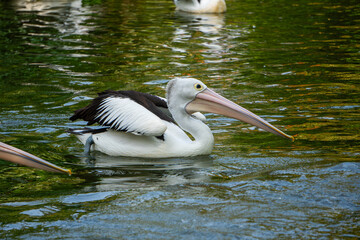 Australian pelican is captured mid-glide on a still, green pond, reflecting calmness and majestic wildlife in motion.