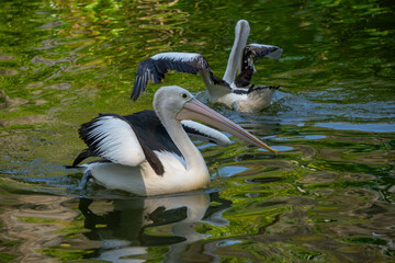 Australian pelicans swim harmoniously in a green-tinted pond, showcasing unity and wildlife movement in sync.