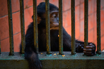 A young chimpanzee with a thoughtful expression holds onto the bars of its cage, looking out with a...