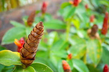 A wilted Costus spicatus plant with a bokeh background. An herbal plant for certain ailments.