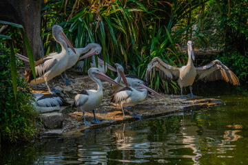 Pelicans gathers by the water's edge, some stretching wings, others interacting, capturing dynamic social wildlife behavior.