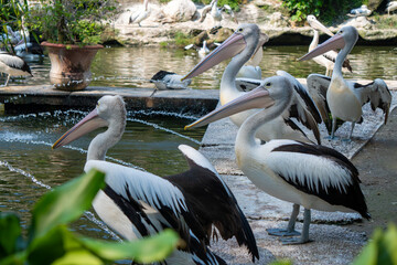 Pelican poses near the pond with its beak wide open, displaying the unique pouch anatomy in sharp natural light and detail.