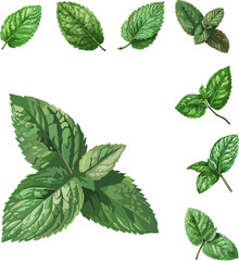 green leaves isolated on white, fresh mint in color style and no background