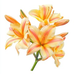Fototapeta premium Tropical summer flower lily illustration botanical.