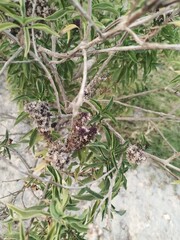 close up of pine cones