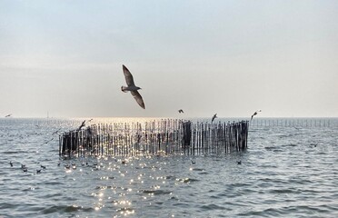 surfer in action, birds fly above the sea in the evening