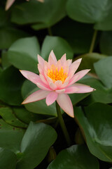 Serene Pink Water Lily with Yellow Stamens Among Green Lily Pads in Pond