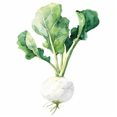 radish white root watercolor illustration isolated on white background. Food clipart.