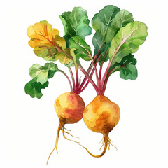 yellow beets roots watercolor illustration isolated on white background. Food clipart.