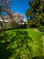 Vibrant Sunny Yard with Manicured Green Grass and Dramatic Shadows on a Bright Summer Day