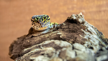 Common leopard gecko observing on a branch in a terrarium. Eublepharis macularius, L'île aux...