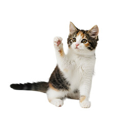Fototapeta premium Playful Kitten's Paw Up: An adorable kitten, with a tricolor coat, sits in an upright position with its paw raised, captivating hearts with its innocence and charm.