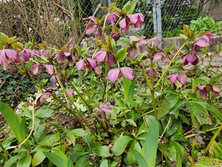 Helleborus orientalis, or Lenten rose, has white, pink, to pale pink flowers that bloom above the...