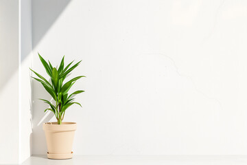 Green plant in minimalist interior with white wall and natural light