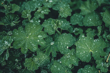 leaves and waterdrops