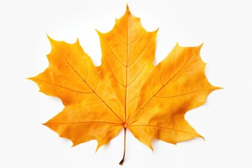 Maple leaf plant tree white background.