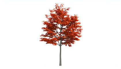 Fototapeta premium Autumn Maple Tree with White Background.