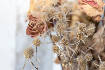 The dry thorny weed with roses. Dry thorny from thistle. Background from dead flowers