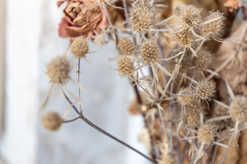 The dry thorny weed with roses. Dry thorny from thistle. Background from dead flowers
