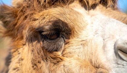 Camel Close-Up Textured Fur and Expressive Eyes Under the Sun