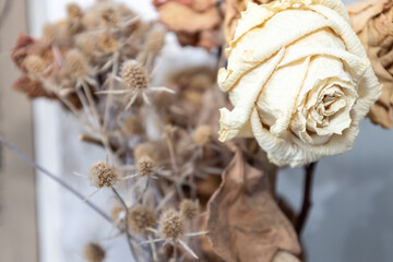 The dry thorny weed with roses. Dry thorny from thistle. Background from dead flowers