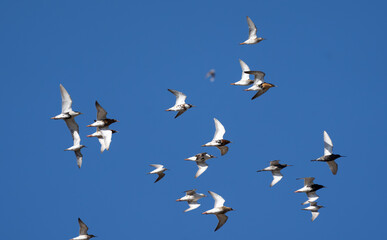 birds in flight