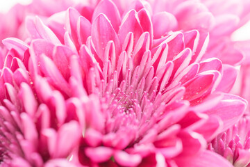 ピンク色の菊の花を白背景でマクロ撮影19