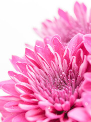 ピンク色の菊の花を白背景でマクロ撮影12