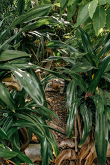 Obraz premium Dense Tropical Foliage in Bangkok 