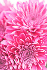 ピンク色の菊の花を白背景でマクロ撮影20